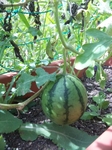 image/2012-09-10T14:54:57-1.jpg