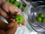 umesyu090531-2.JPG